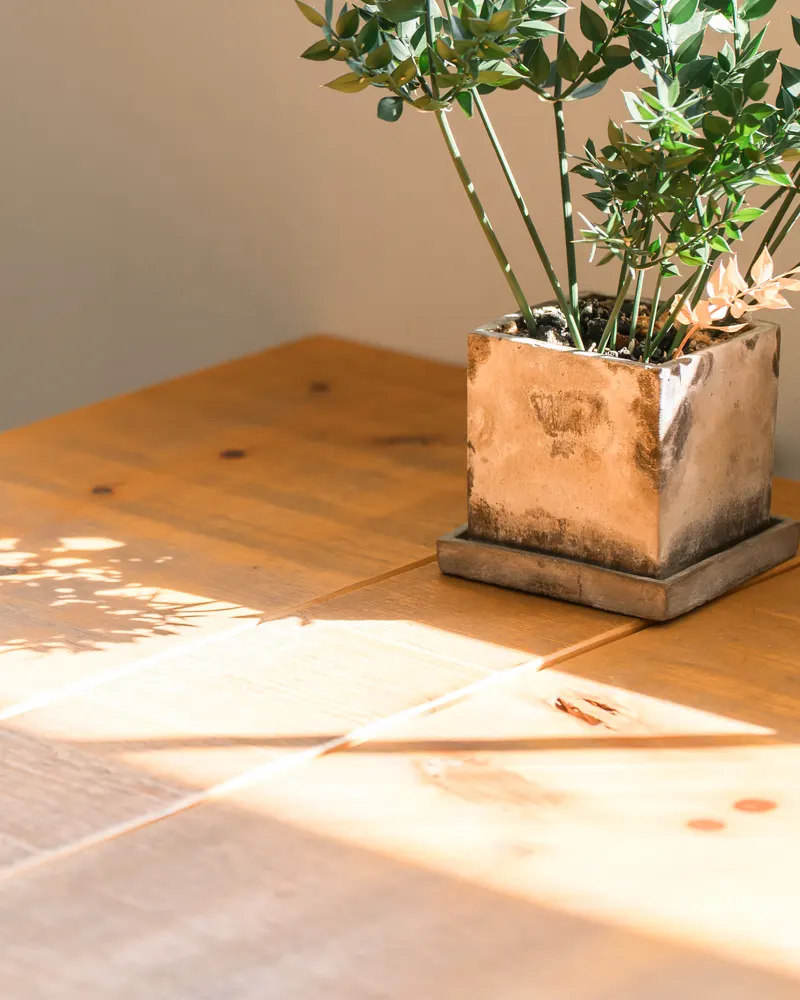 Late afternoon sunlight falling across a plain wooden table beside a potted plant.
